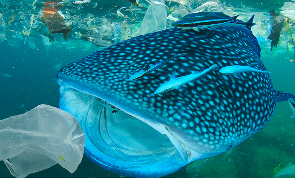 whale eating fish