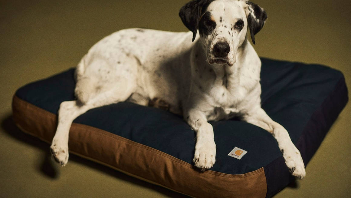 The Carhartt WIP "Valiant" Collection Includes Dog Beds & Spalding