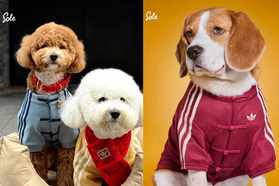 adidas Pets chinese new years collection