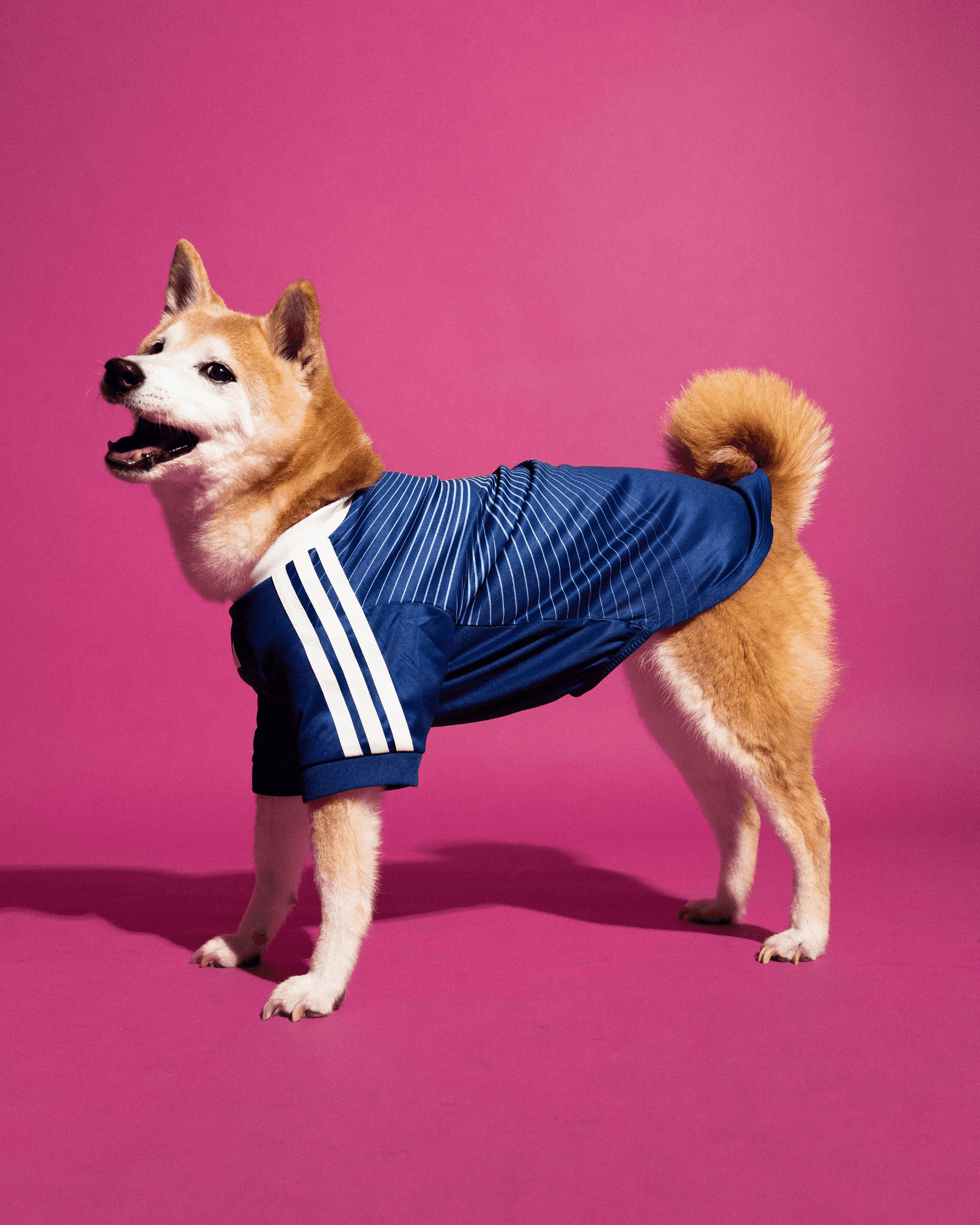 adidas World Cup Pet Collection