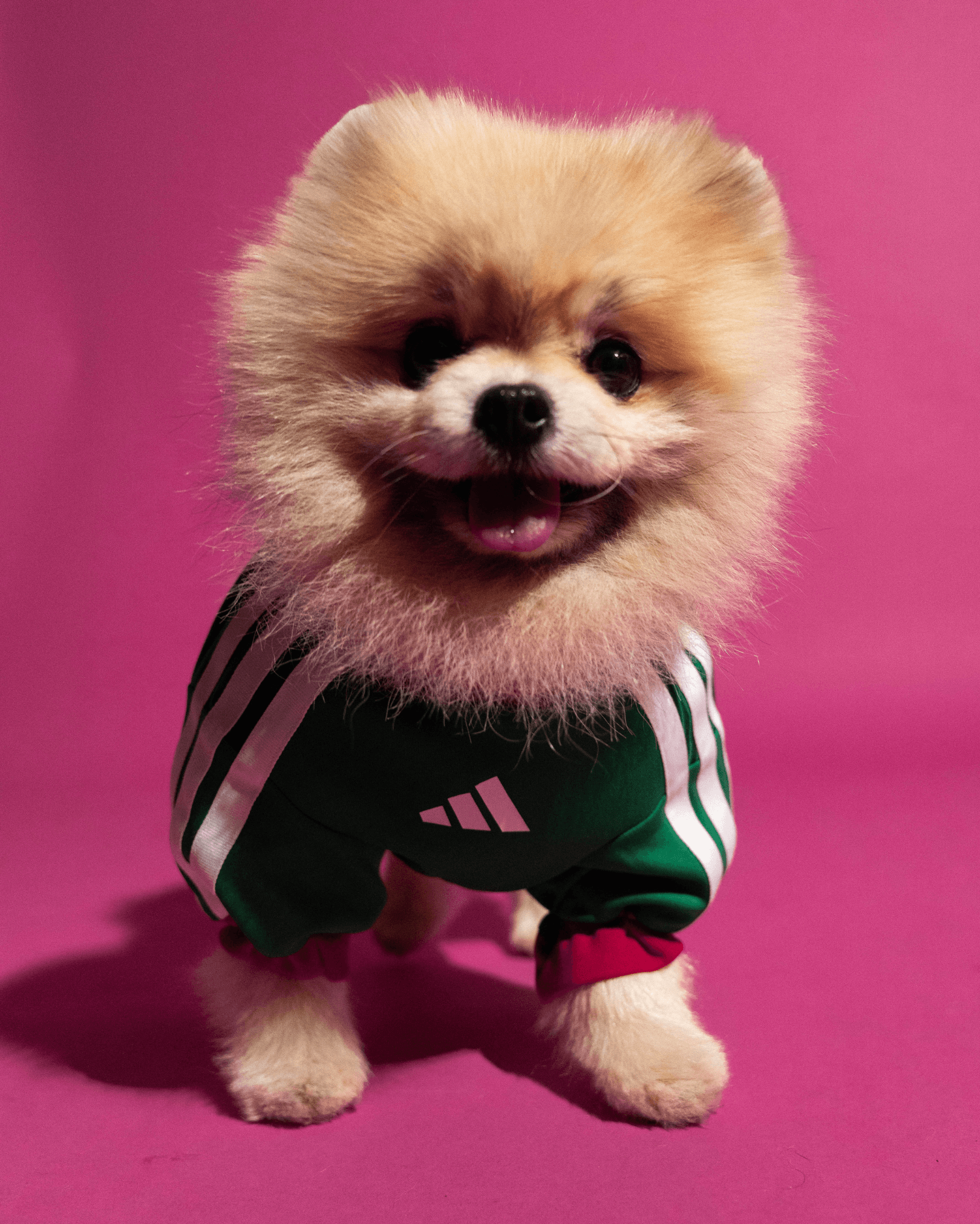 adidas World Cup Pets Collection