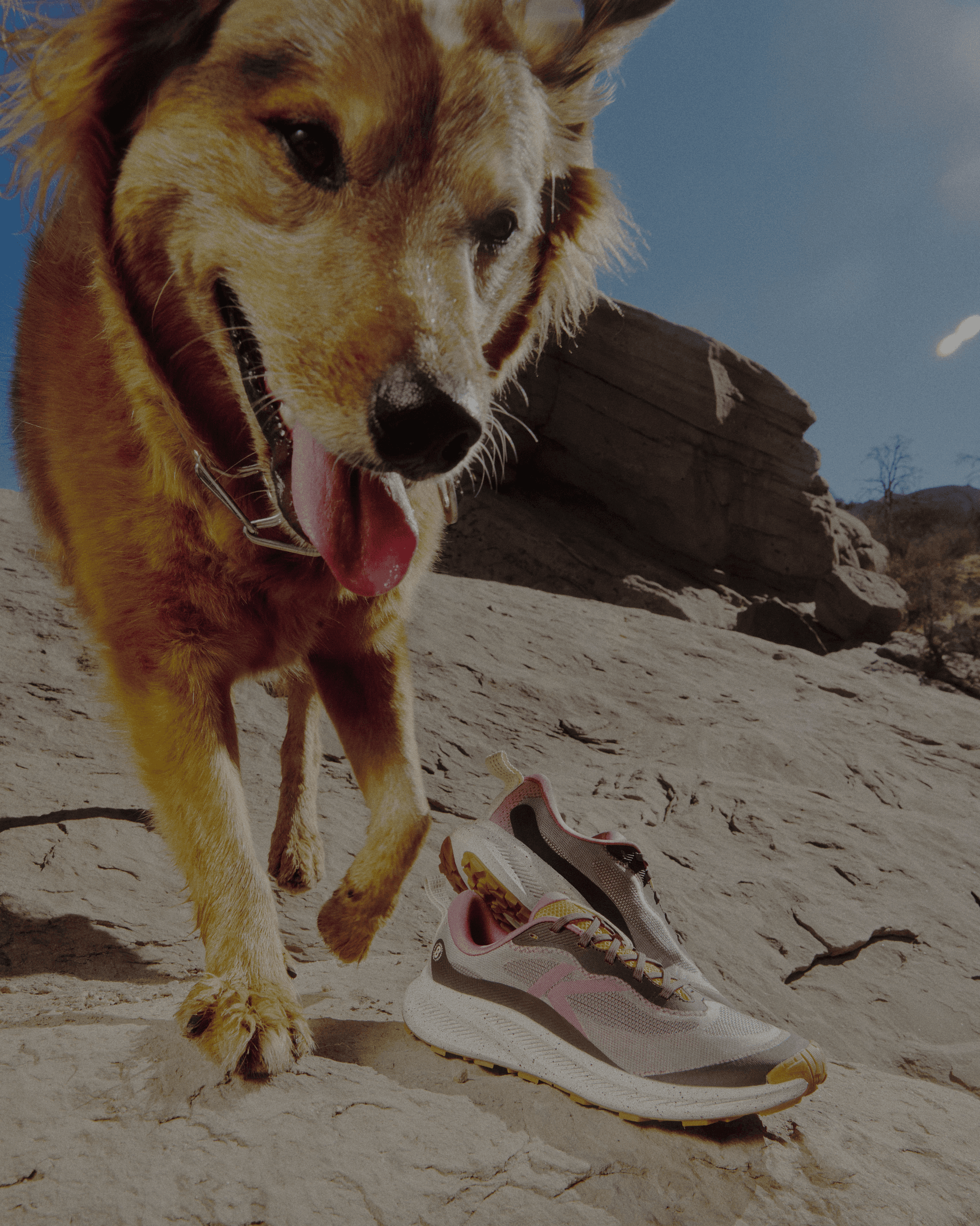 keen wander wild dog editorial
