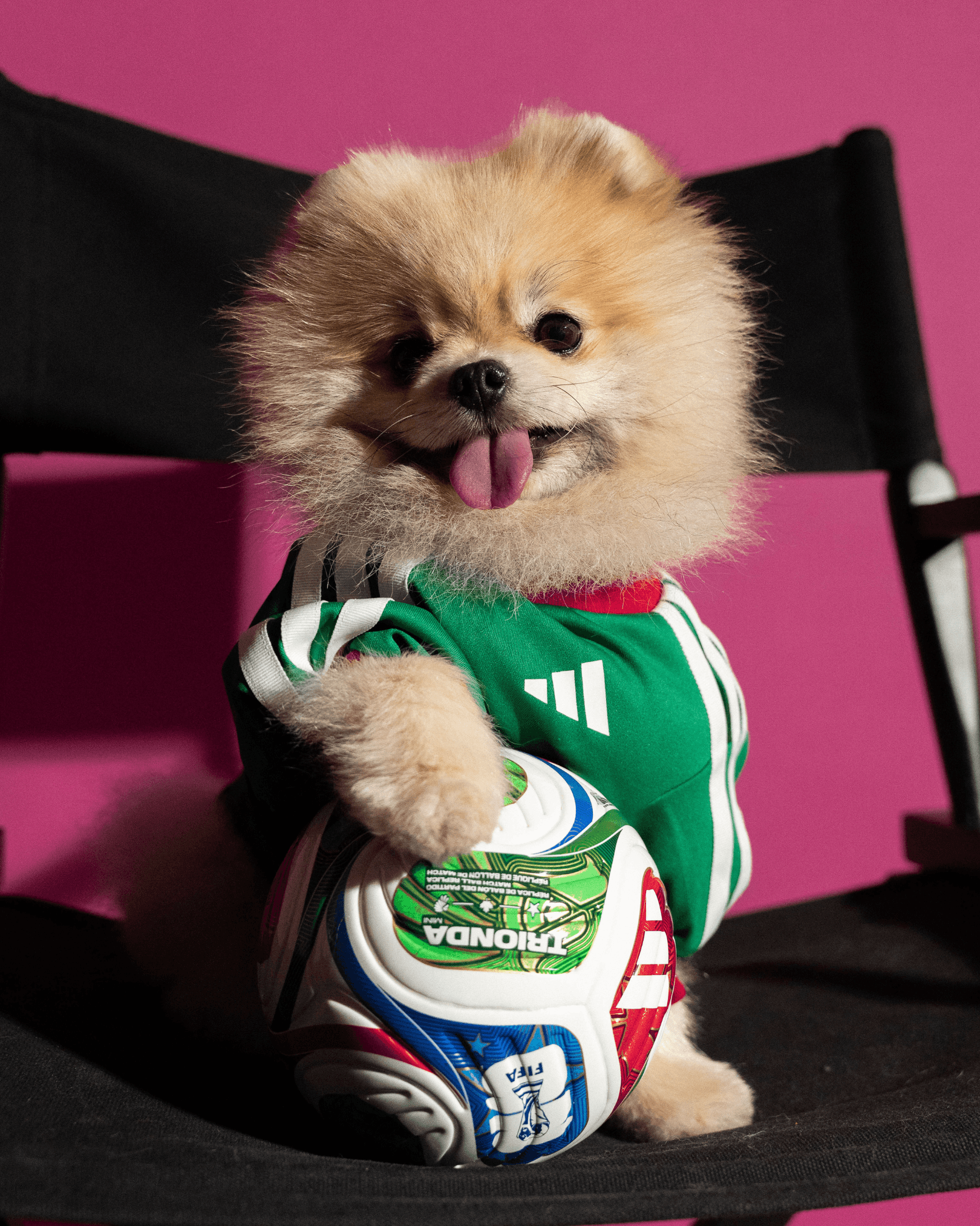 adidas World Cup Pet Collection