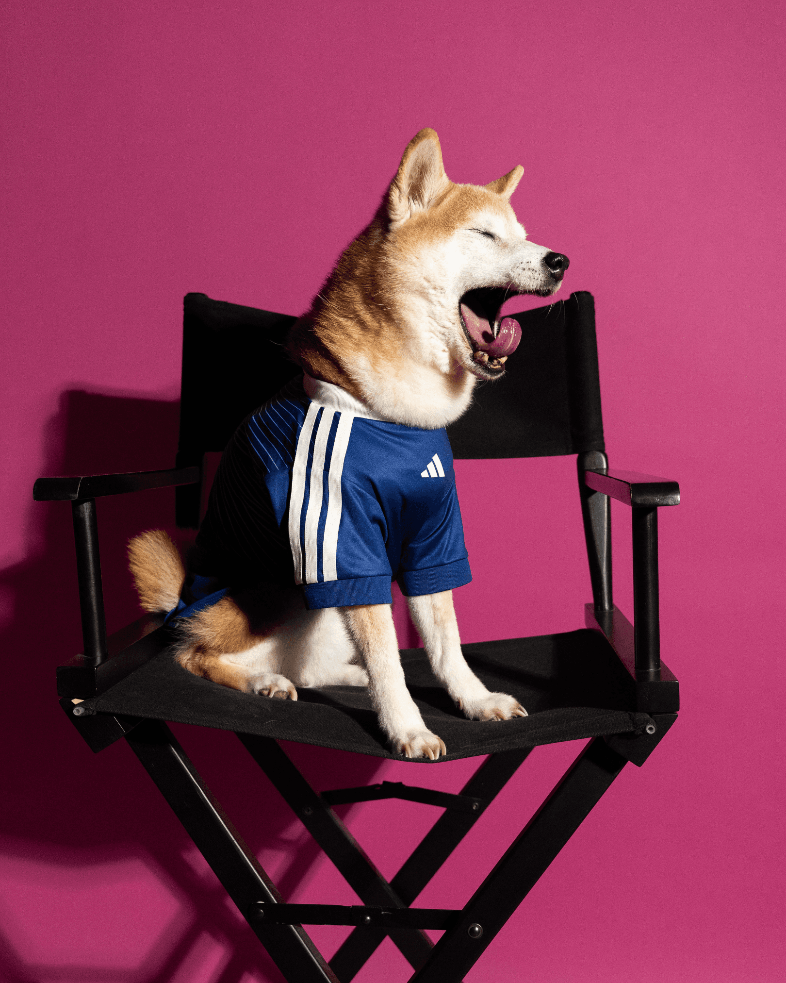 adidas World Cup Pet Collection