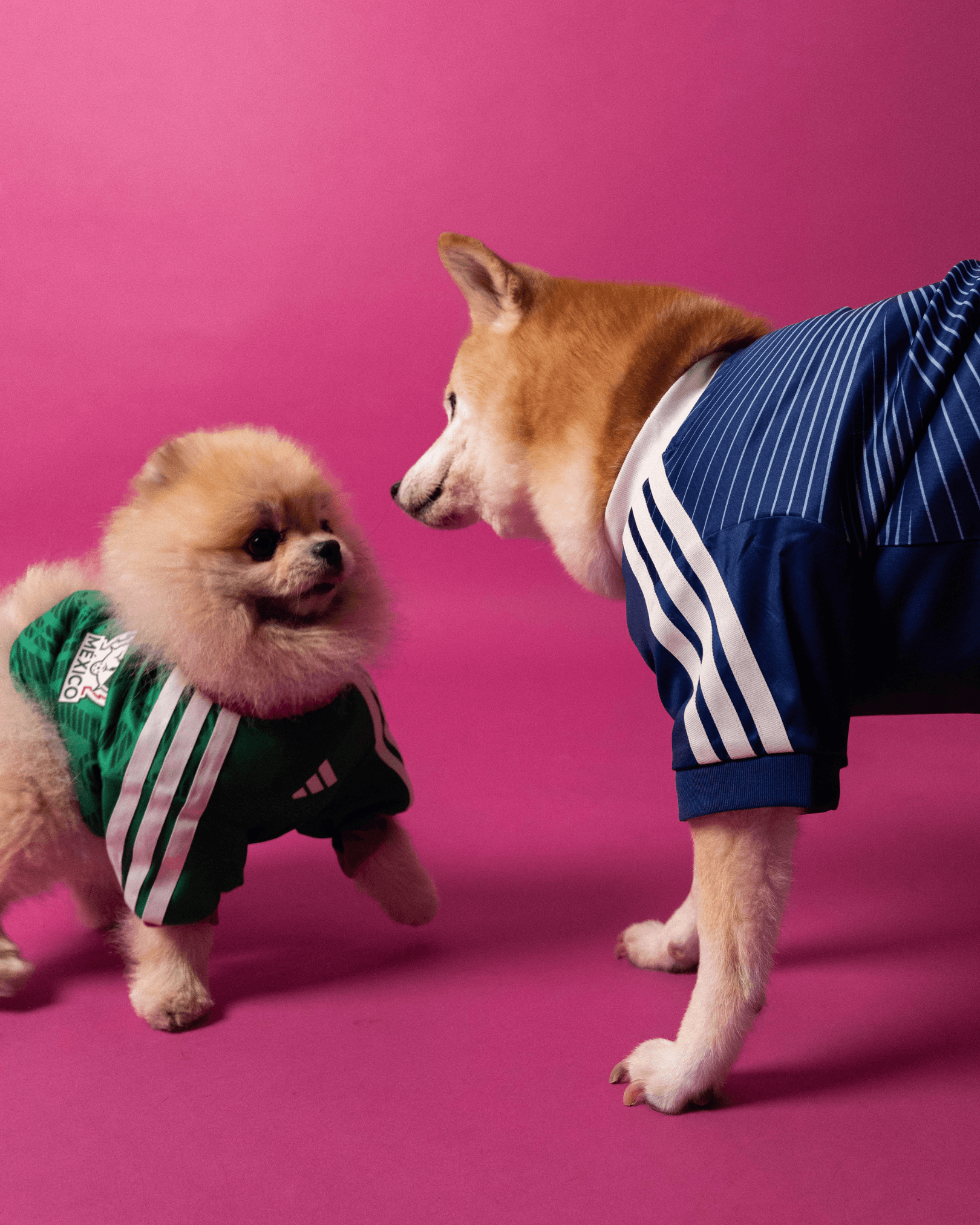 adidas World Cup Pets Collection