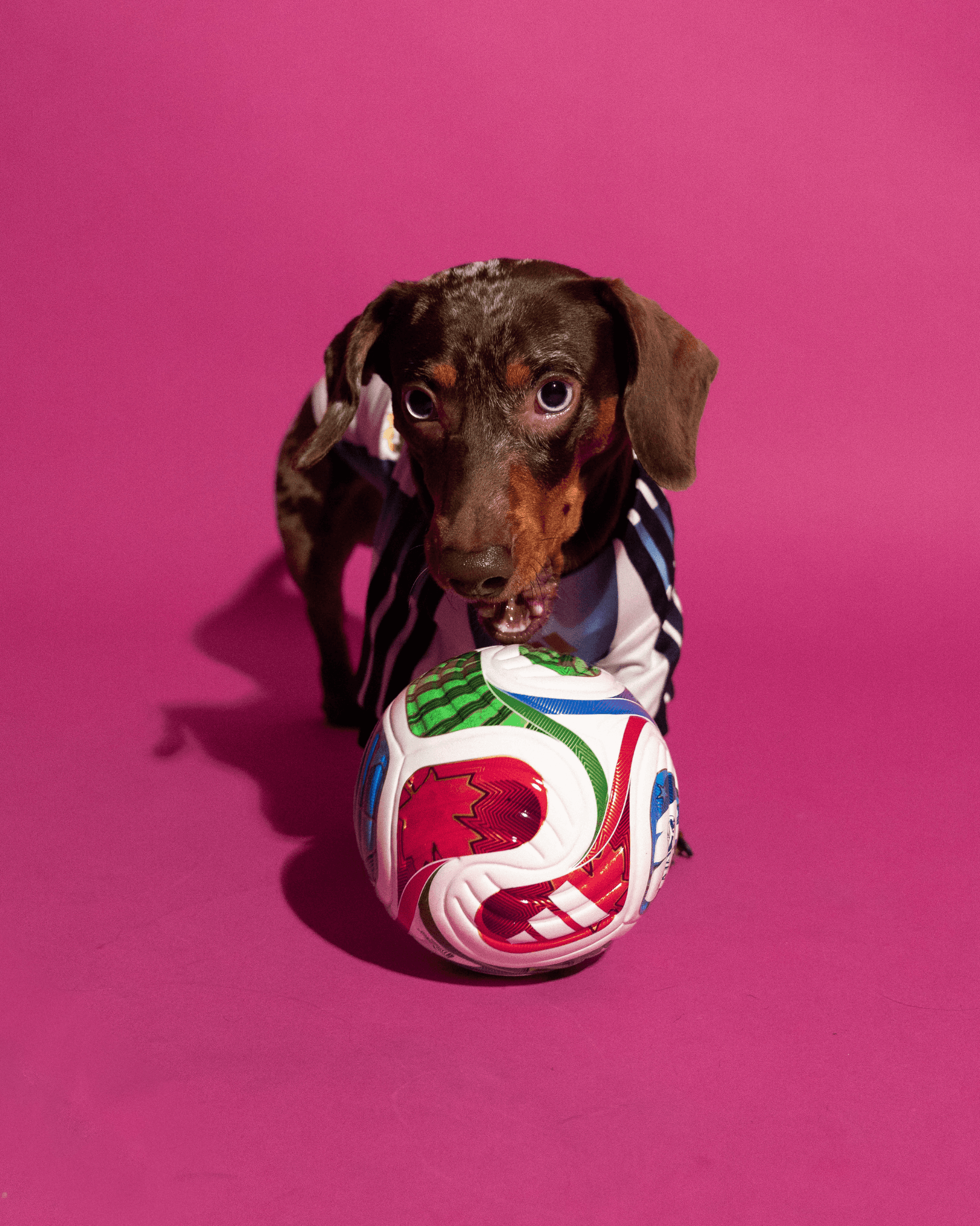 adidas World Cup Pet Collection