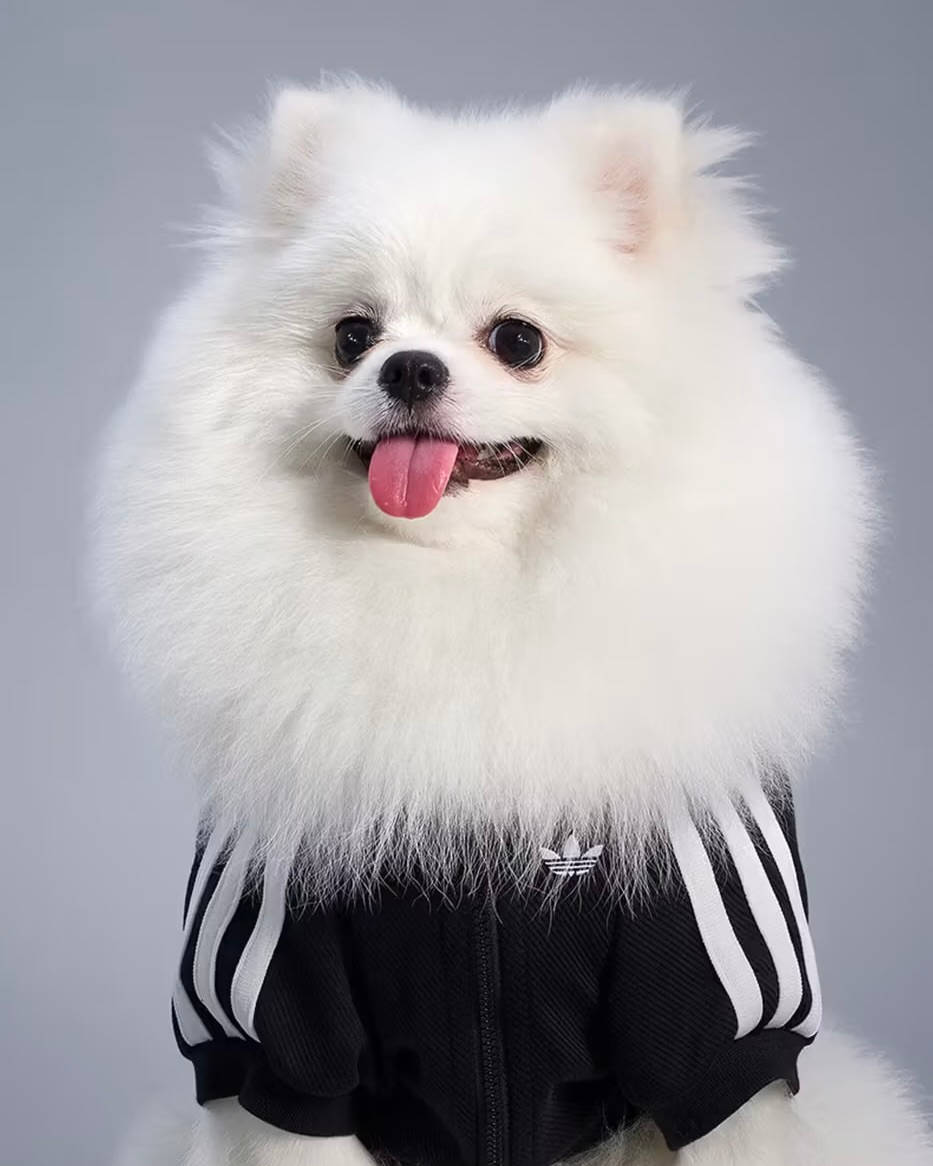 adidas©
