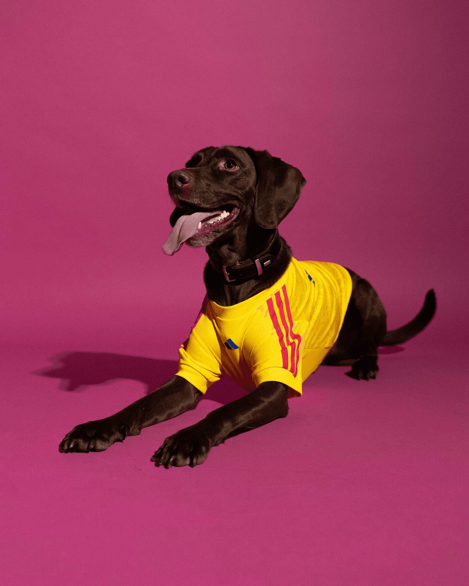adidas World Cup Pets Collection
