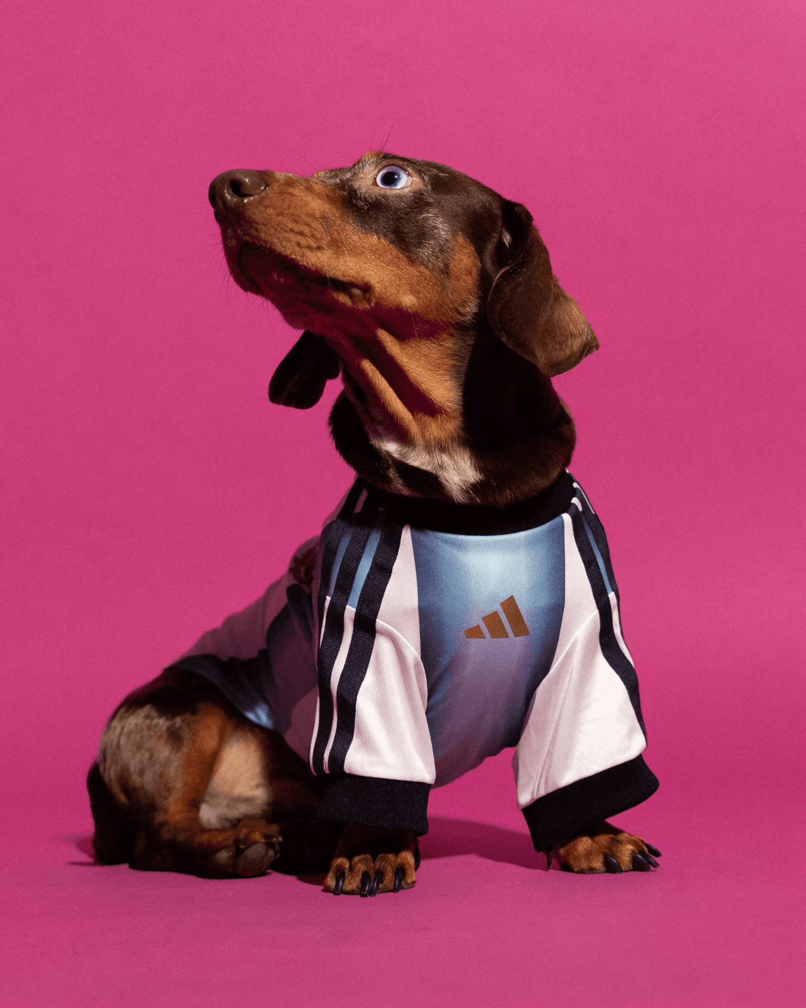 adidas World Cup Pets Collection
