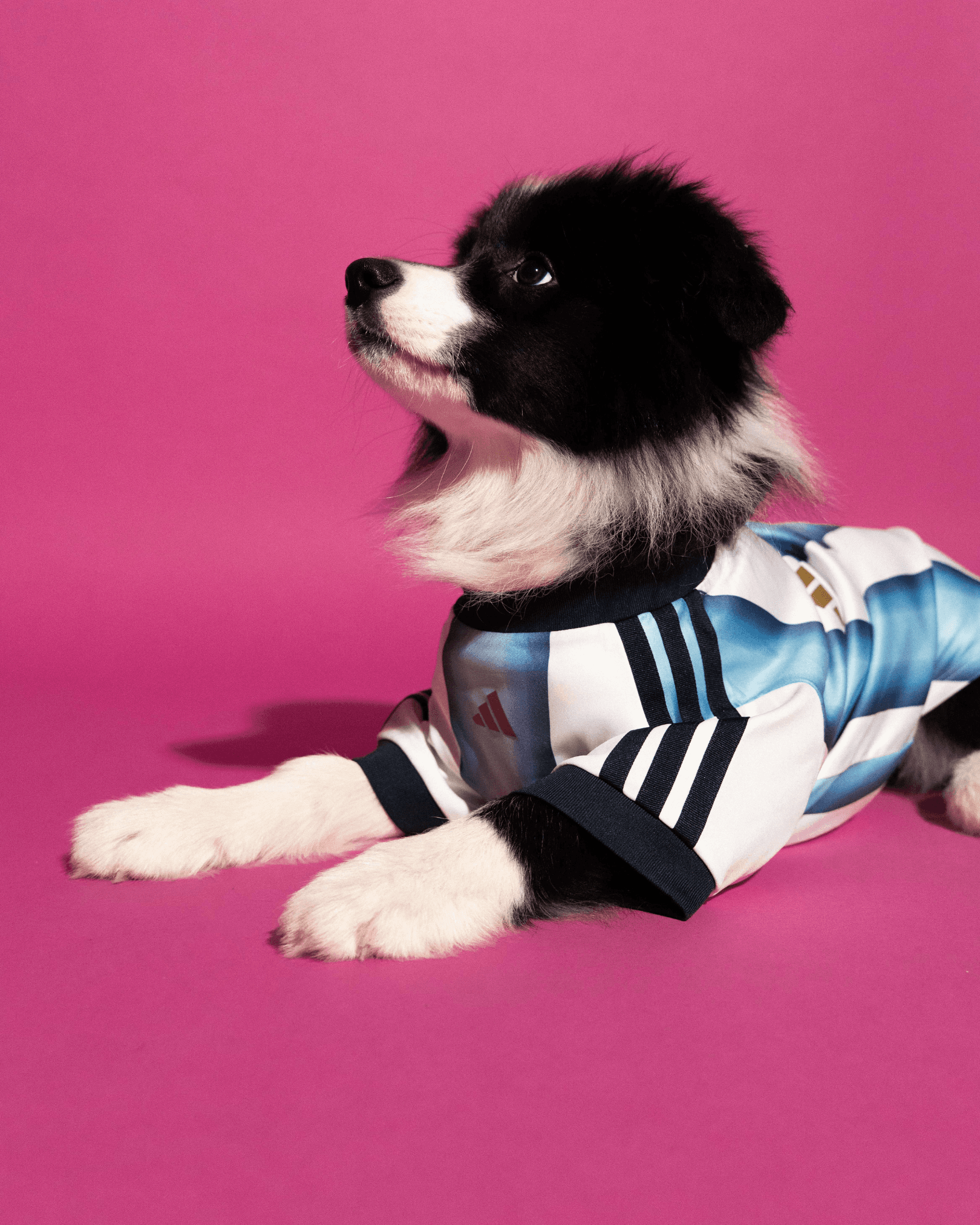 adidas World Cup Pets Collection