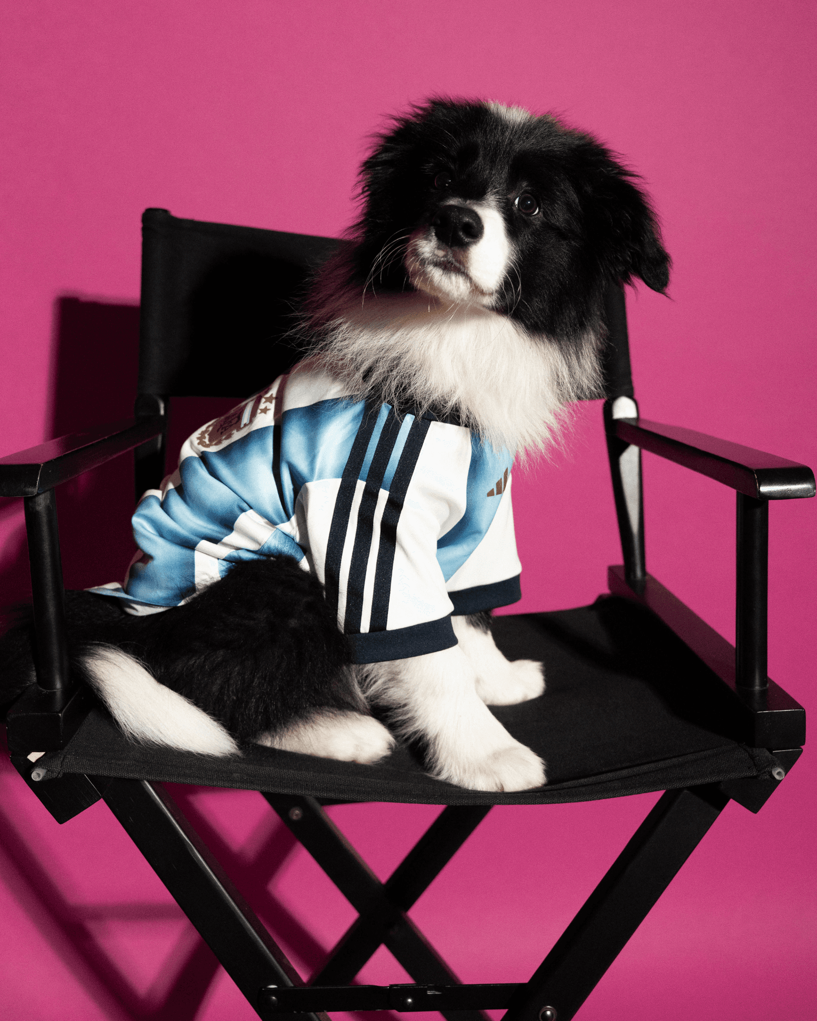 adidas World Cup Pet Collection