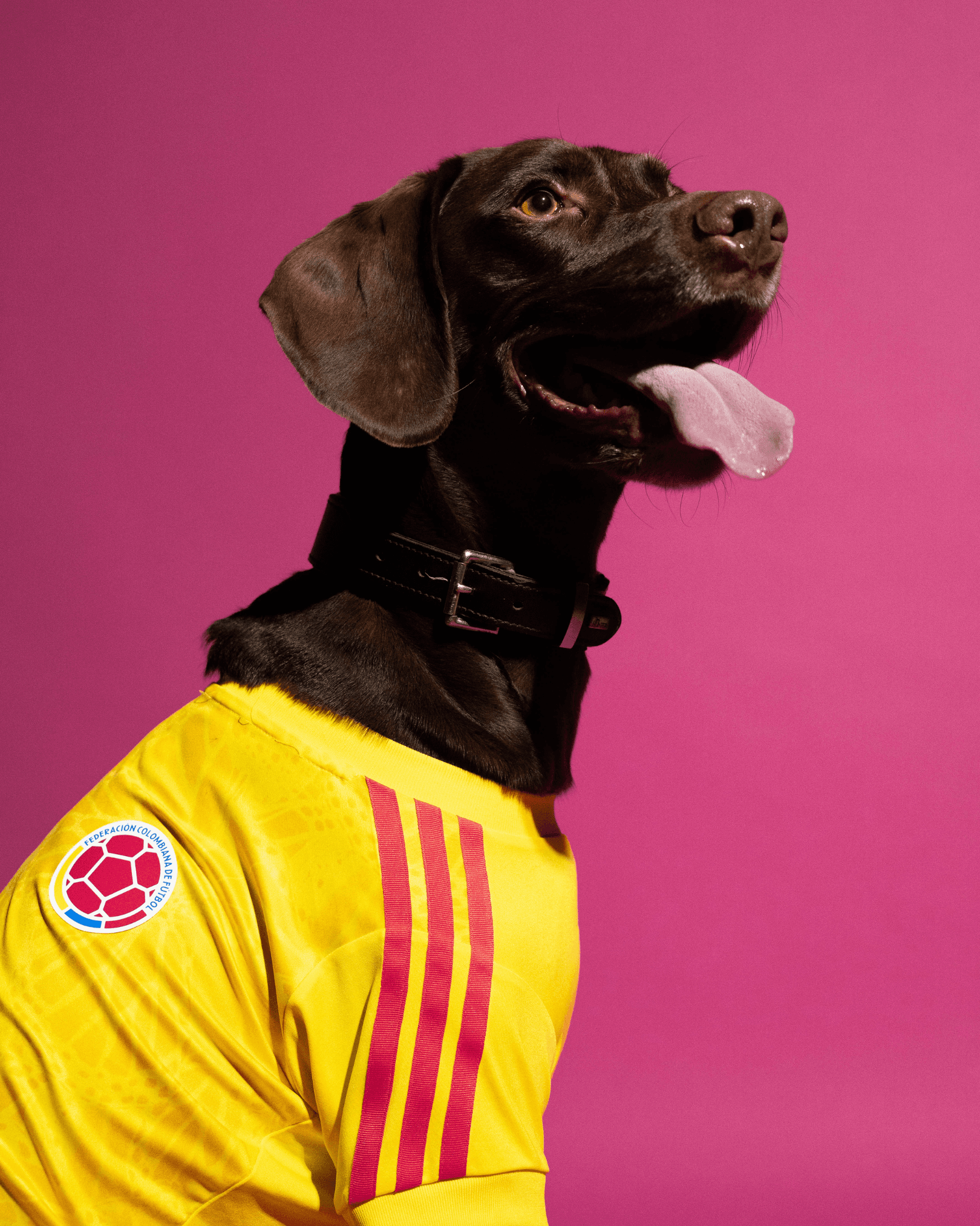 adidas World Cup Pet Collection